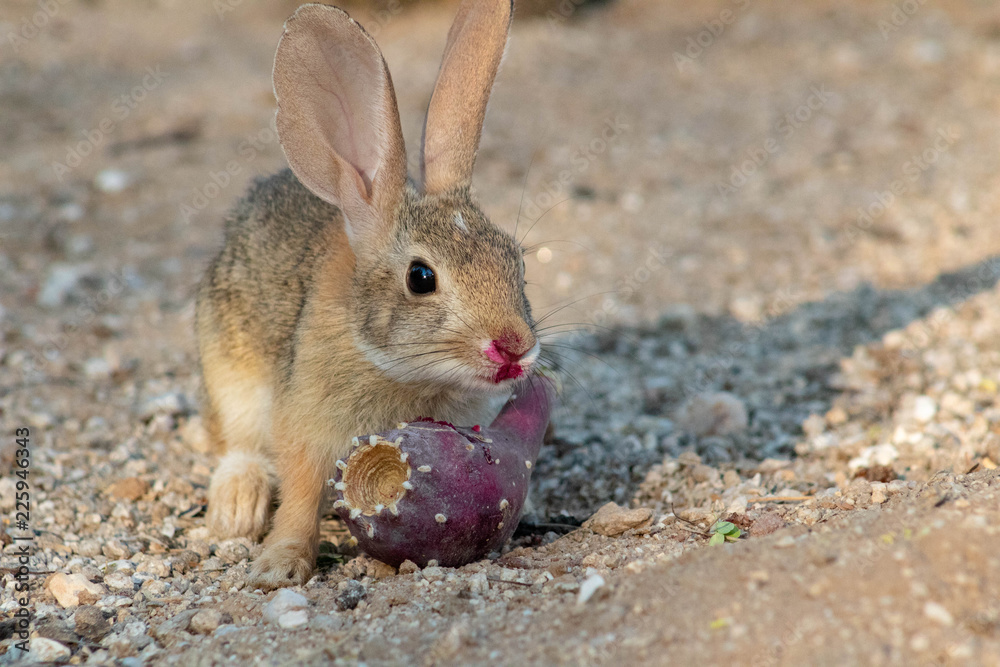 Baby desert cottontail rabbit eating a red prickly pear cactus fruit on the sand. Tucson, Arizona. Summer of 2018. Baby desert cottontail rabbit eating a red prickly pear cactus fruit on the sand. Tucson, Arizona. Summer of 2018.