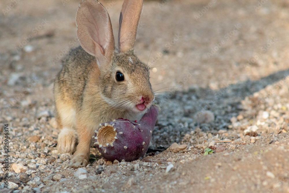 Baby desert cottontail rabbit eating a red prickly pear cactus fruit on the sand. Tucson, Arizona. Summer of 2018. Baby desert cottontail rabbit eating a red prickly pear cactus fruit on the sand. Tucson, Arizona. Summer of 2018.