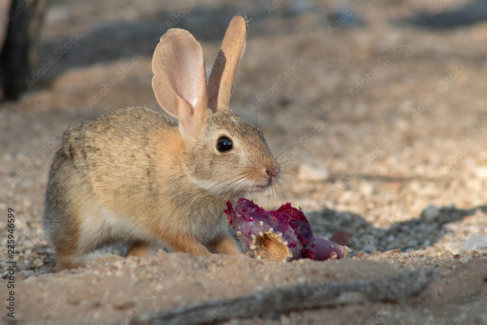 Baby desert cottontail rabbit eating a red prickly pear cactus fruit on the sand. Tucson, Arizona. Summer of 2018. Baby desert cottontail rabbit eating a red prickly pear cactus fruit on the sand. Tucson, Arizona. Summer of 2018.