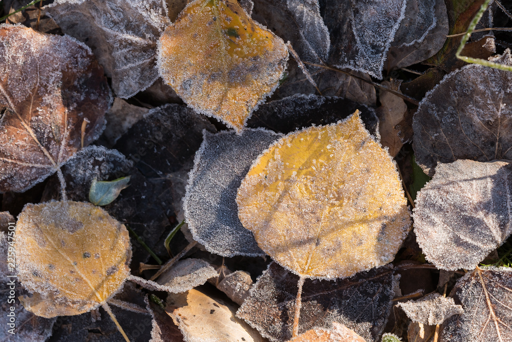 Icy Aspen leaves on the ground in autumn Icy Aspen leaves on the ground in autumn