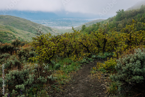 Hiking Trail Going into a Scrub Oak Forest on a Mountain Top