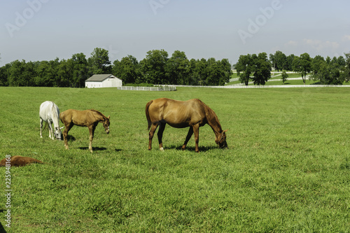 Thoroughbred horses on a Kentucky horse farm
