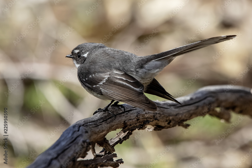 Obraz premium Grey Fantail (Rhipidura albiscapa)