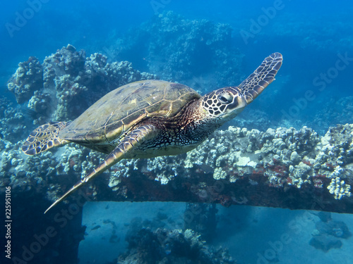 Close Up Sea Turtle Swimming in Blue Sea with Reef and Pier