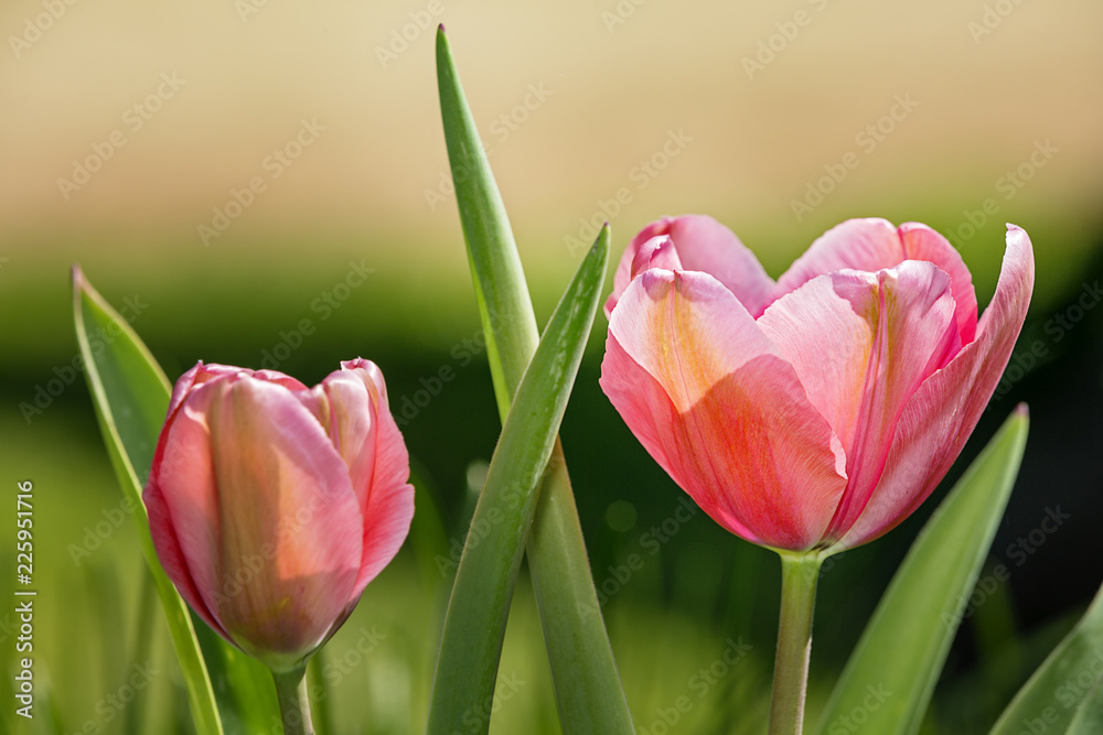 Naklejka premium Tulips in the Spring sunlight
