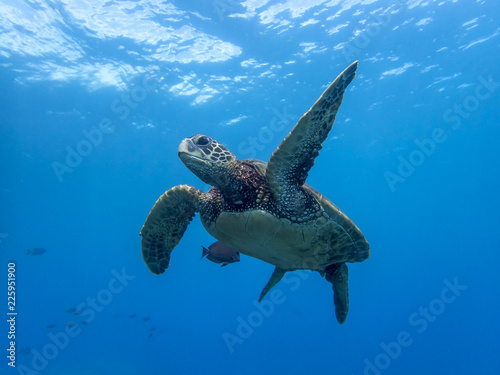 Low Angle Close Up Sea Turtle Swimming in Blue Ocean with Surface in Background