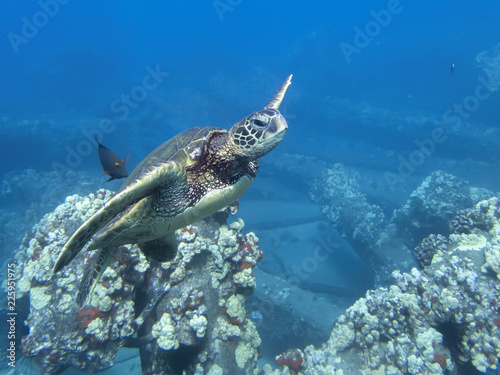 Close Up Sea Turtle in Deep Blue Water with Fish