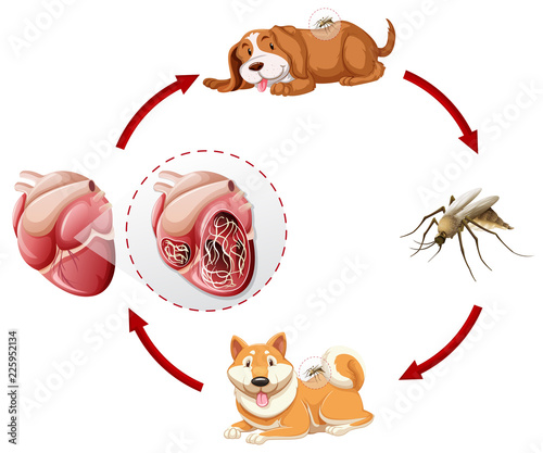 Heartworm life cycle chart