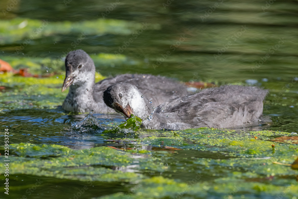 Fototapeta premium Young Eurasian coot (Fulica atra)