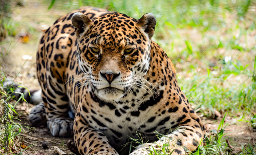 Jaguar with an angry stare.