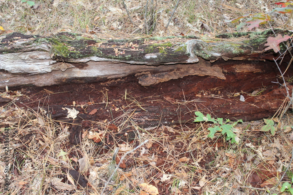 Fototapeta premium rotten log