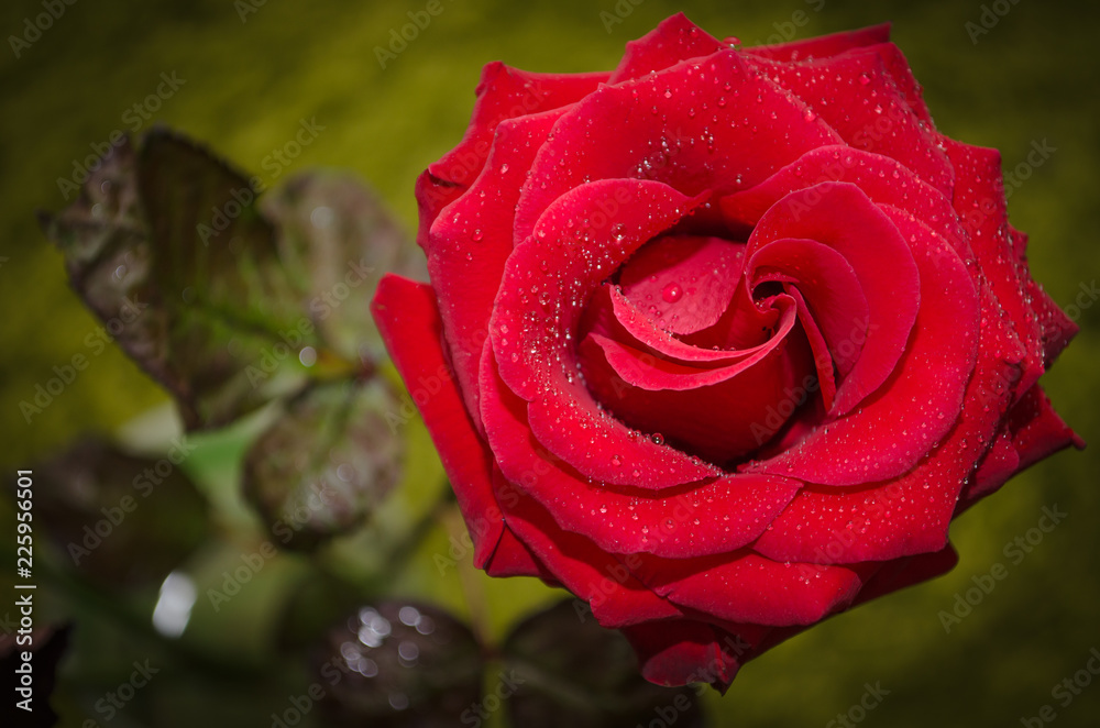 Red rose with drops of dew on green background. Red rose with drops of dew on green background.