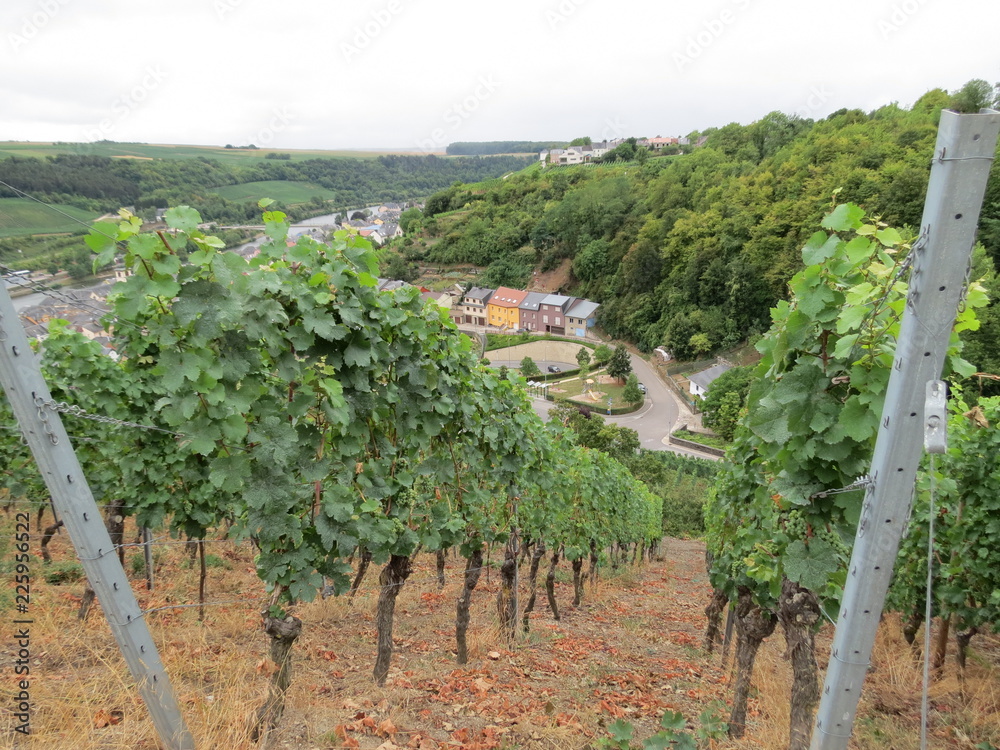 Moselle vineyard on slope with village in the valley