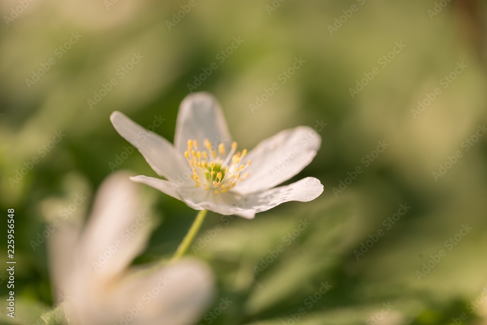 White anemone blooming in spring forest White anemone blooming in spring forest