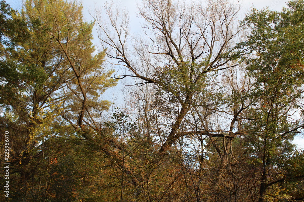 Obraz premium fall trees