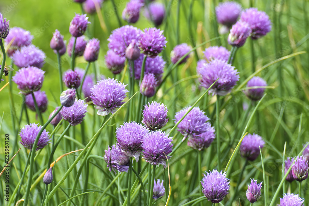 Obraz premium Flowers of chives, Chives with flowers, Allium schoenoprasum, Bavaria, Germany, Europe