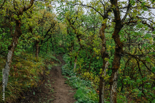 Scrub Oak Forest in Utah with a Hiking Path Going Through It