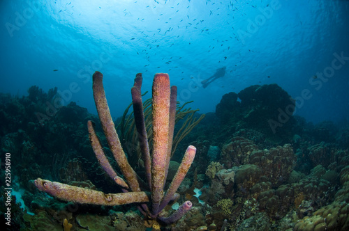 Marine sponge and diver on coral reef at Bonaire Island in the Caribbean