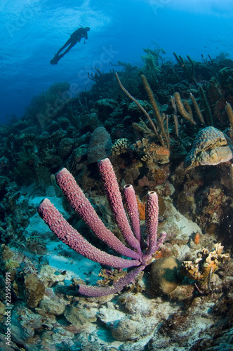 Marine sponge and diver on coral reef at Bonaire Island in the Caribbean
