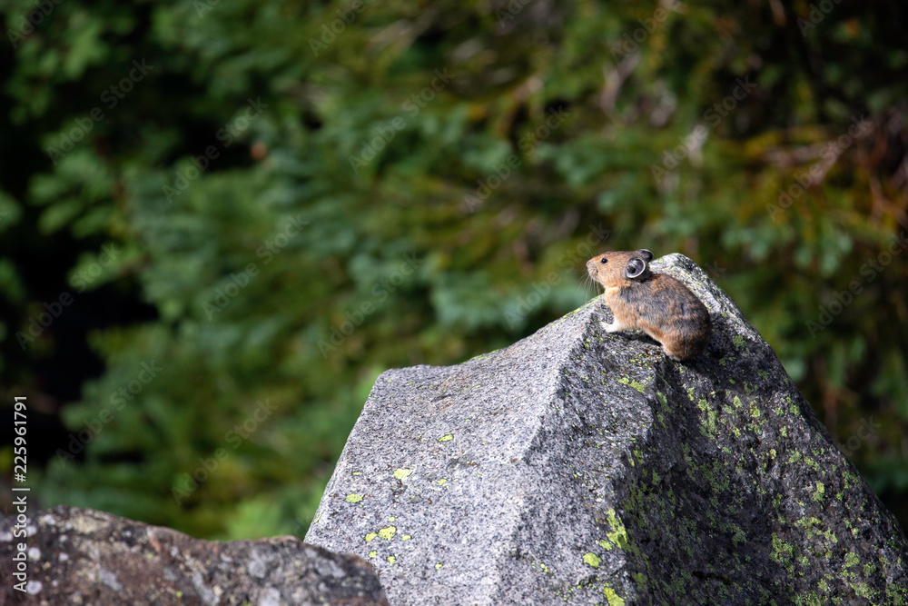 American Pika, Mount Rainier National Park, WA, USA. American Pika, Mount Rainier National Park, WA, USA.