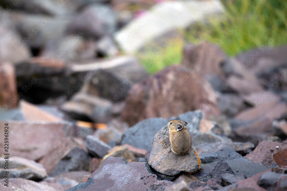 American Pika, Mount Rainier National Park, WA, USA.