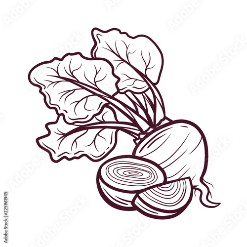 Sliced beet hand drawn vector