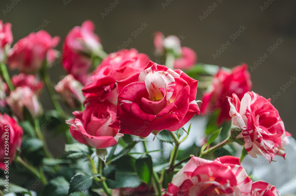 Fototapeta premium Ribbed red-white roses with leaves background, on the window.