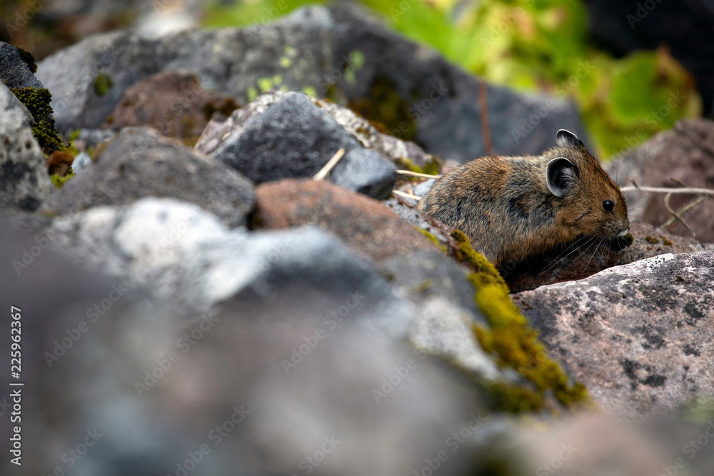 American Pika, Mount Rainier National Park, WA, USA. American Pika, Mount Rainier National Park, WA, USA.