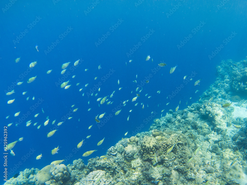 Tropical fishes school in blue sea water. Coral reef underwater photo. Tropical sea shore snorkeling or diving.