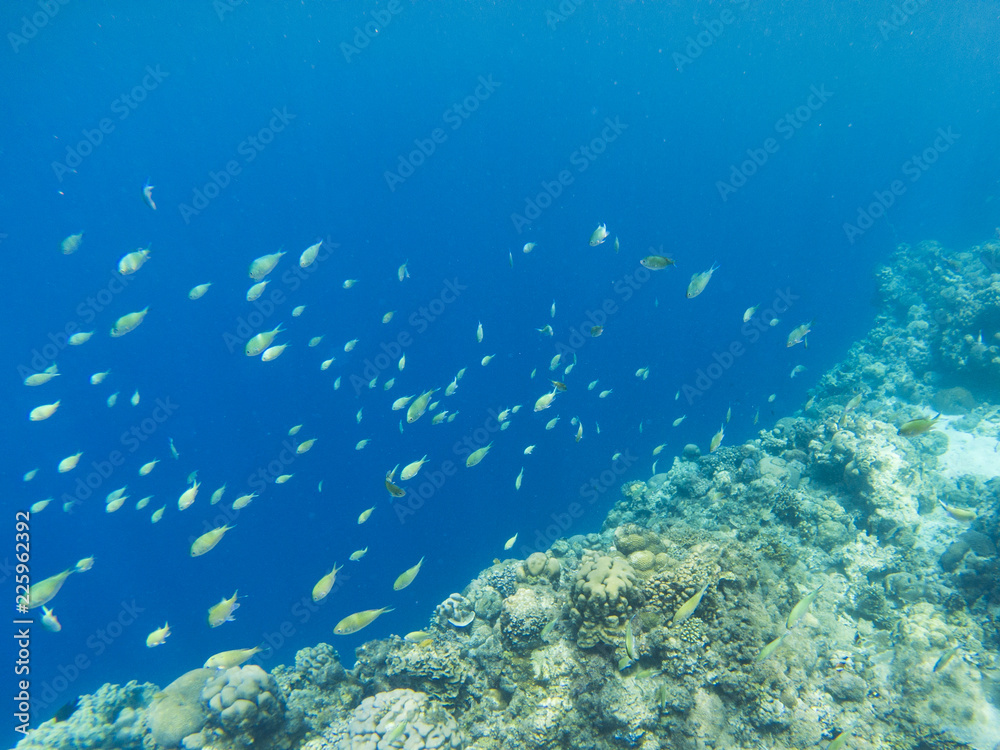 Fototapeta premium Tropical fishes school in blue sea water. Coral reef underwater photo. Tropical sea shore snorkeling or diving.