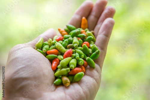 Chili in hand