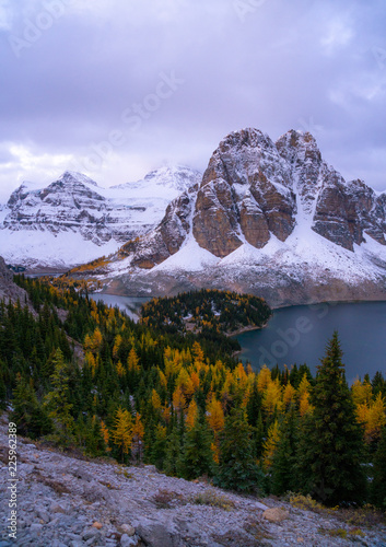 Yellow larches and alpenglow at sunset in autumn in Canada photo