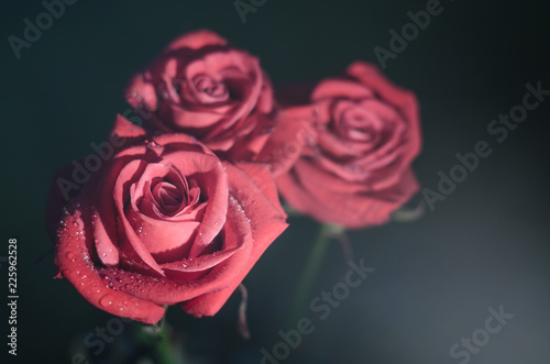 Red rose with drops of dew on black background.