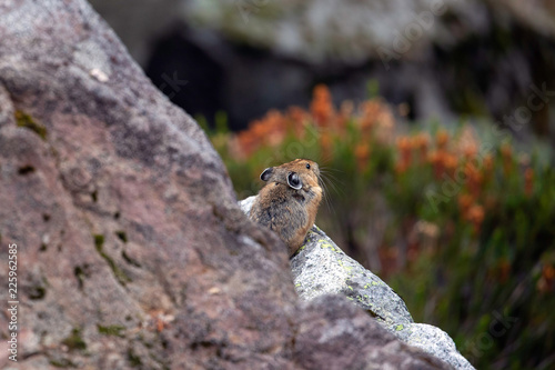 American Pika, Mount Rainier National Park, WA, USA.