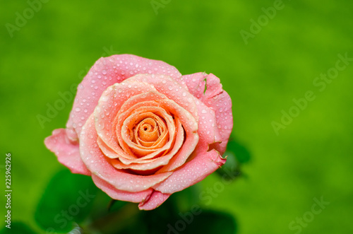 pink rose with drops of dew on green background.