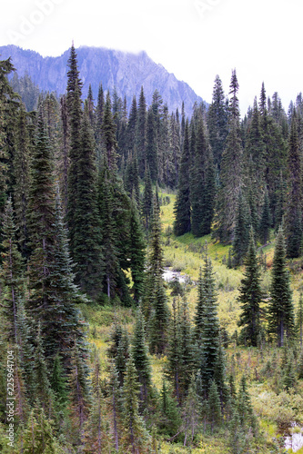 Paradise, Mount Rainier National Park, WA, USA. 