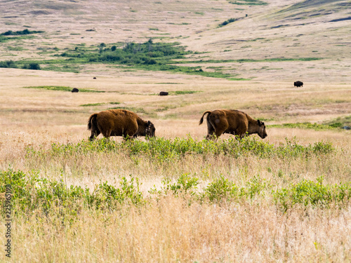 Two young American bisons walking on a meadow in National Bison Range, a wildlife refuge in Montana, USA