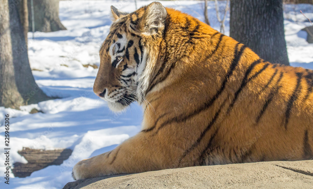 Naklejka Tiger Close Profile Portrait, Laying Down