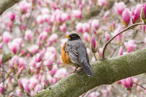 Robin Perched in Pink Cherry Tree © Cristin