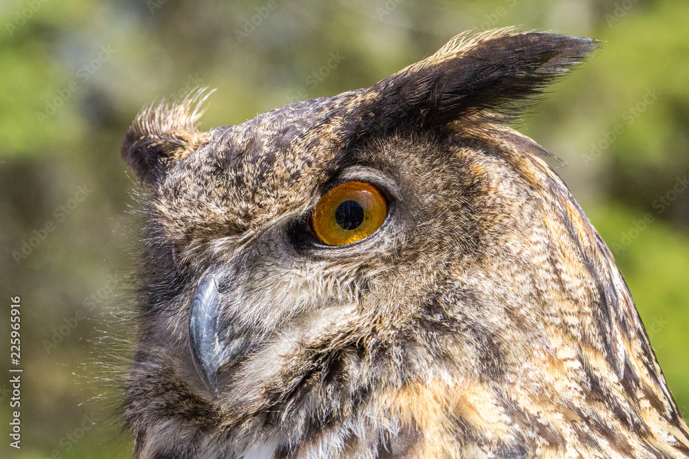 Fototapeta premium Eagle Owl Extreme Close Up With Face Detail