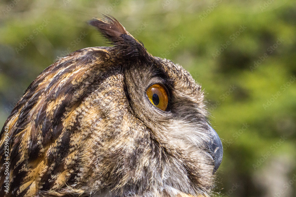 Fototapeta premium Eagle Owl Extreme Close Up With Face Detail