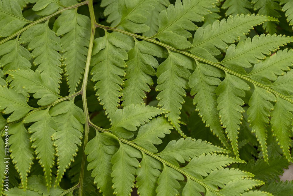 Close up green leaves on a branch for nature texture background Close up green leaves on a branch for nature texture background