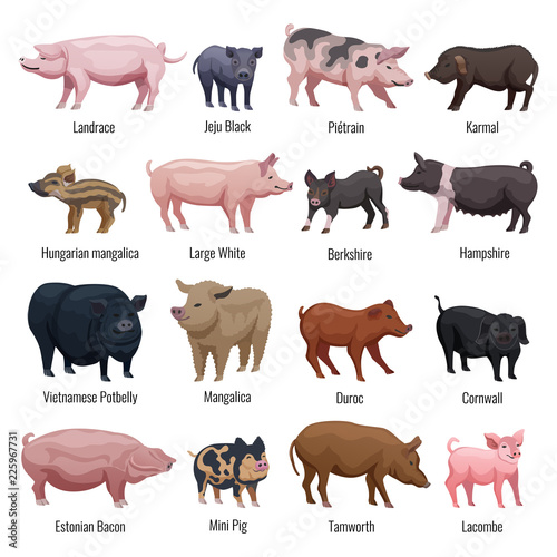 Pig Icons Set © Macrovector