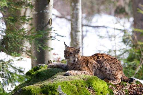 Eurasian Lynx (Lynx Lynx) in the Bavarian Forest National Park (Nationalpark Bayerischer Wald) in Bavaria, Germany. The Lynx was reintroduced to the Bavarian Forest in the 1990s. © Travel Stock