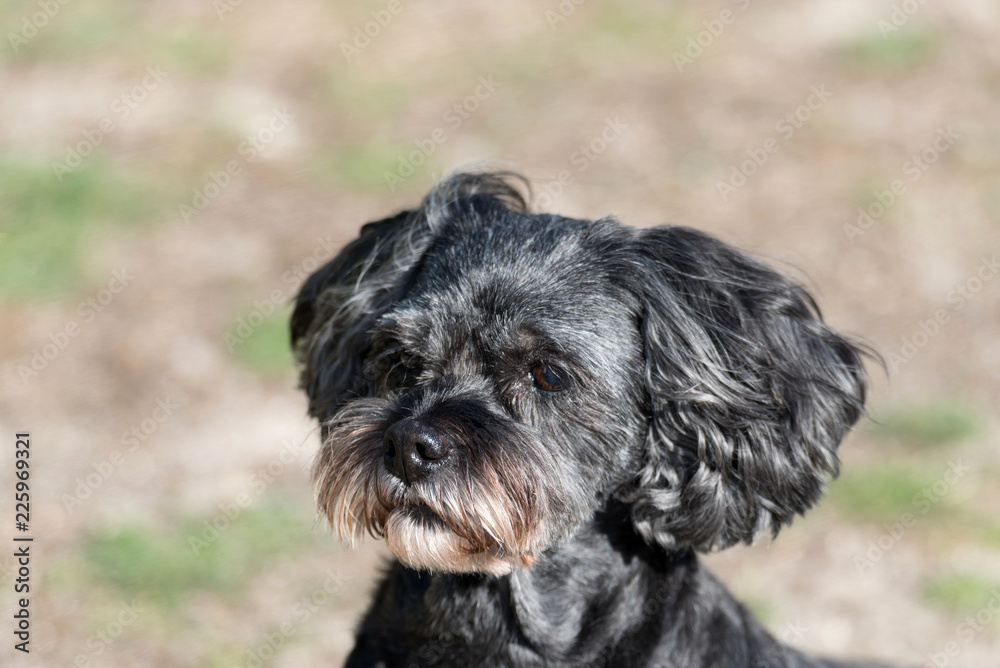 Ein Hund im Garten