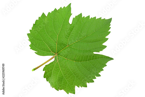 Grape fresh leaf closeup