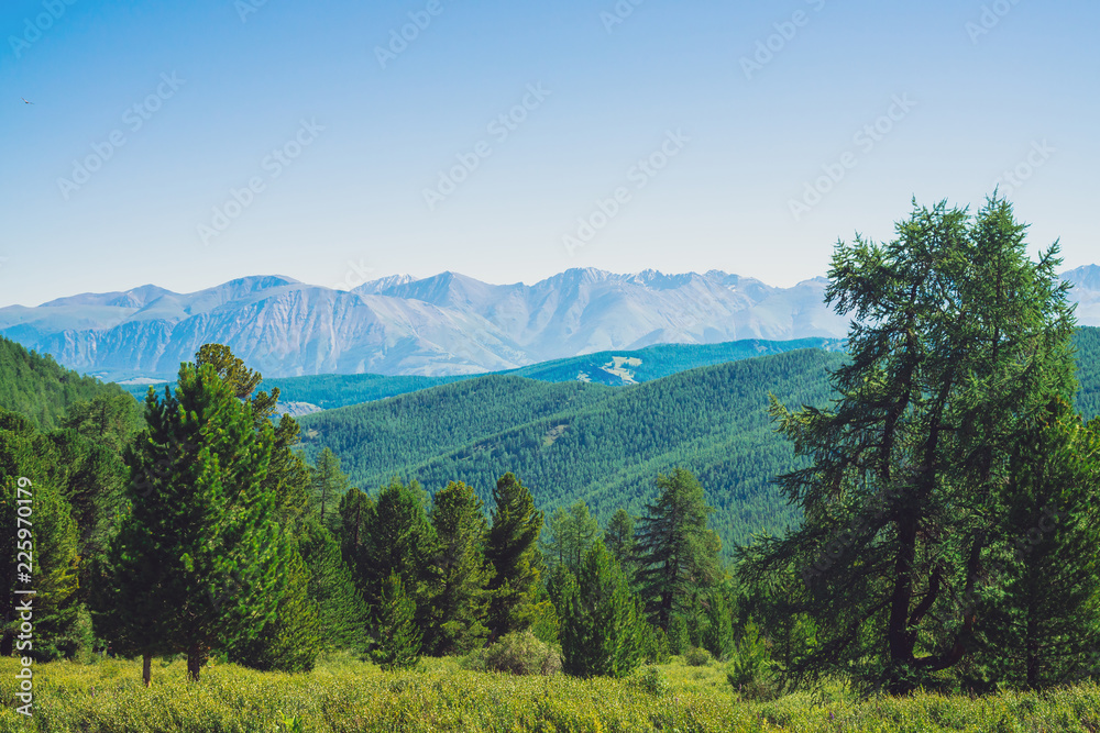 Conifer forest against hills with forest cover under giant mountains and glaciers. Snowy ridge under blue clear sky. Snow summit in highlands. Amazing atmospheric mountain landscape.