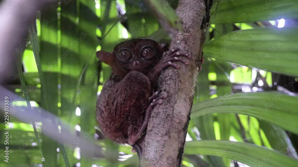 Vidéo Stock Slow motion close-up shot of tarsier clinging to tree and ...