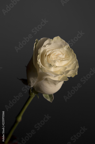 rose white on background gray