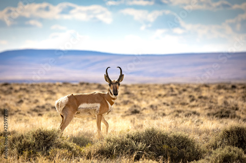 Red Desert Pronghorn Antelope in Wyoming photo